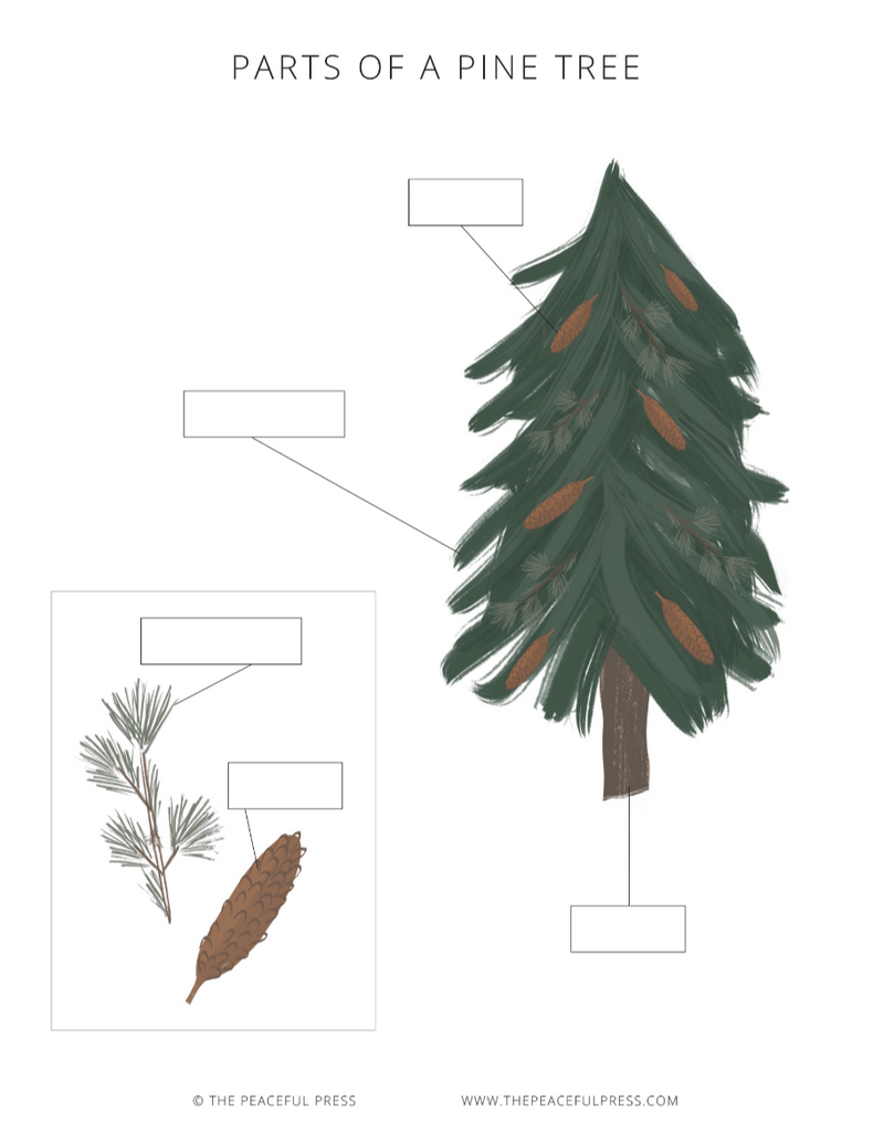 Sample sheet from the Twelve Days of Christmas Homeschool Guide, a diagram of the parts of a pine tree with blank spots for a homeschooler to add labels.