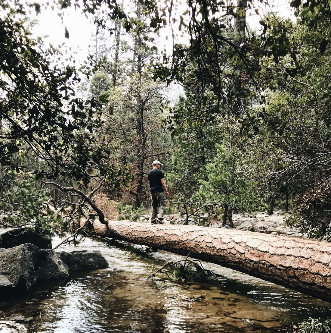 Best Chapter Books for Nature Study