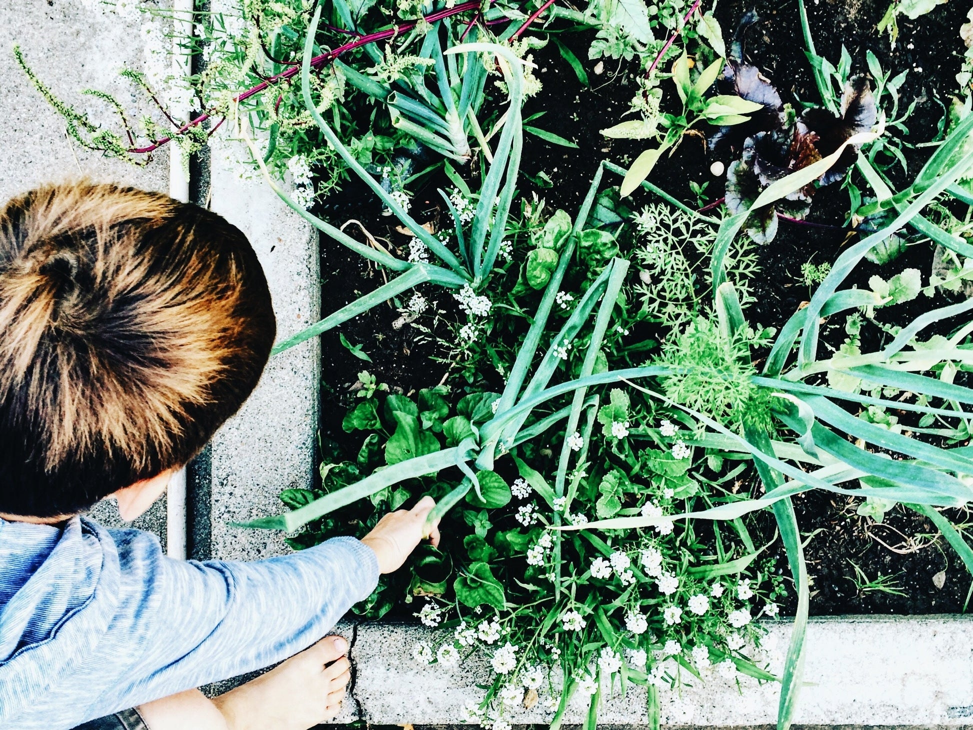 A Kindergarten aged homeschooler playing in a garden.