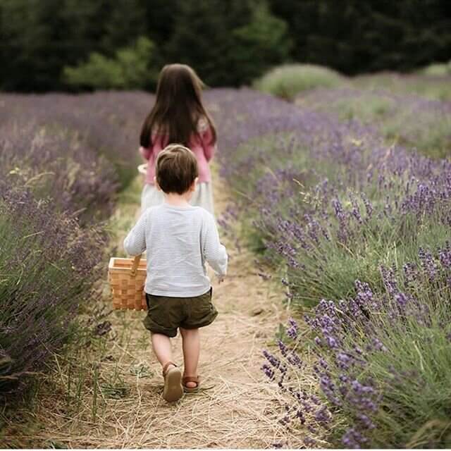 Two homeschool kids walking down a row of lavender plants