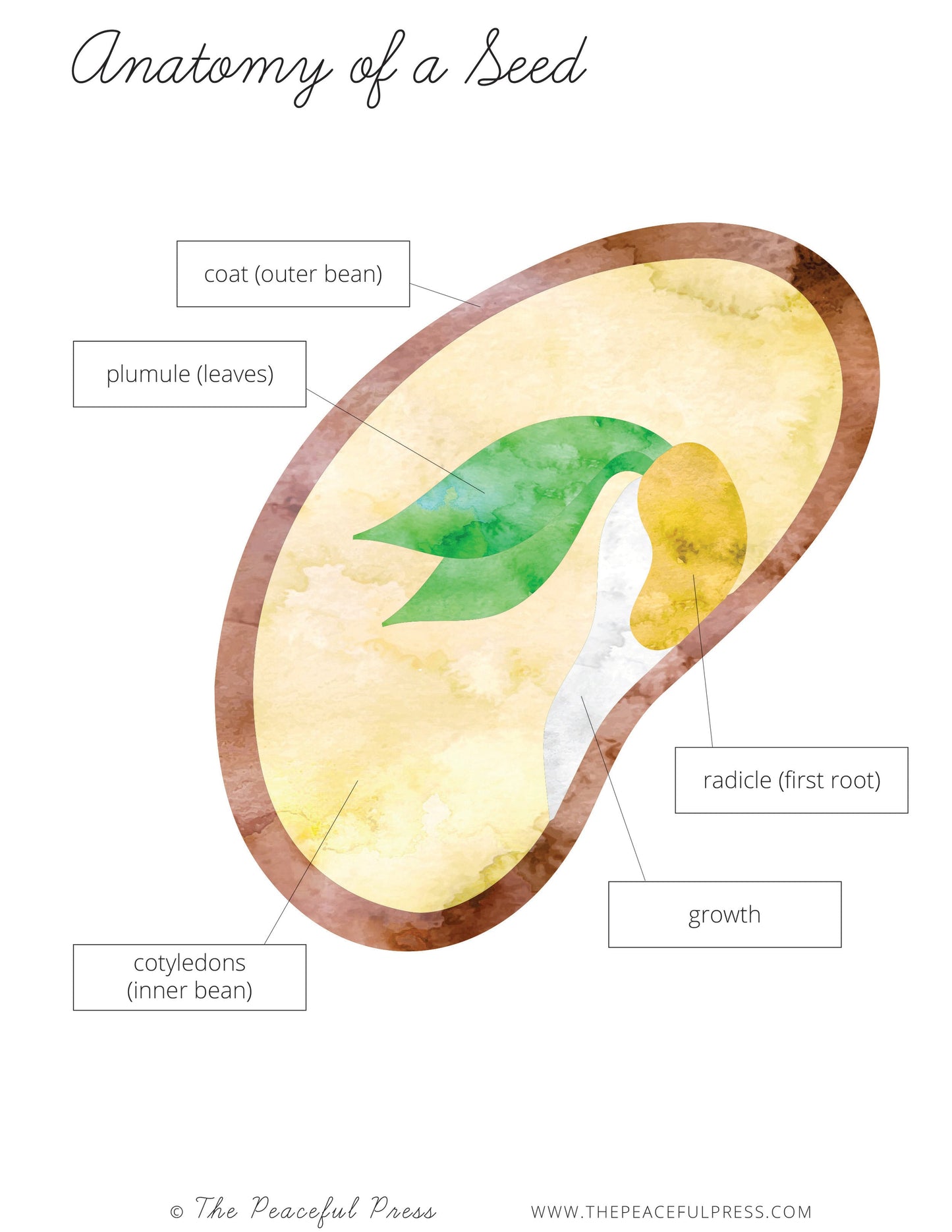 Homeschool Kindergarten sample sheet, the anatomy of a seed. 