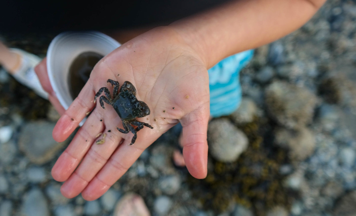 A homeschooler holding a small crab.