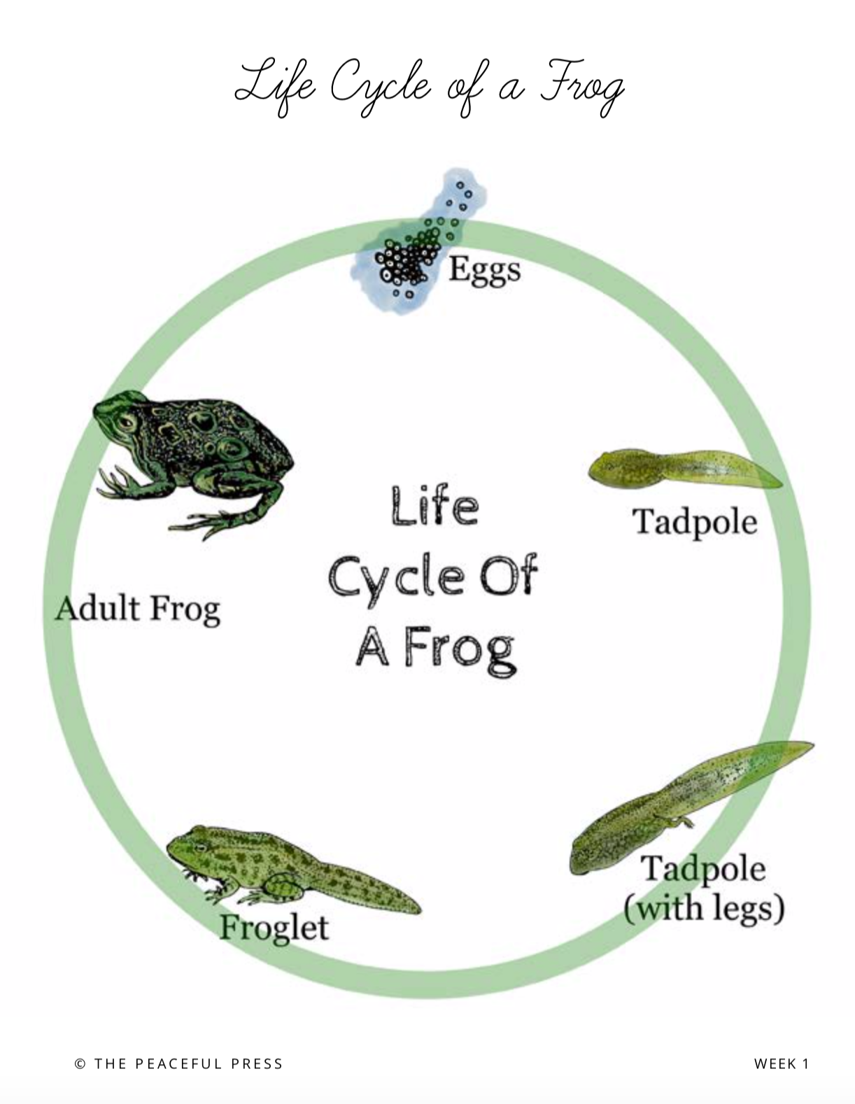 Homeschool Kindergarten sample sheet, "life cycle of a frog".