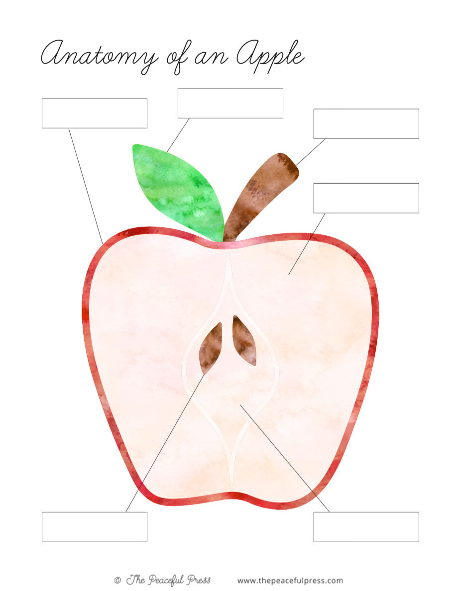 A sample homeschool activity, the anatomy of an apple.