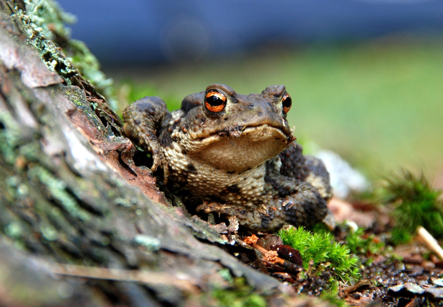 A frog eating a bug on a tree.