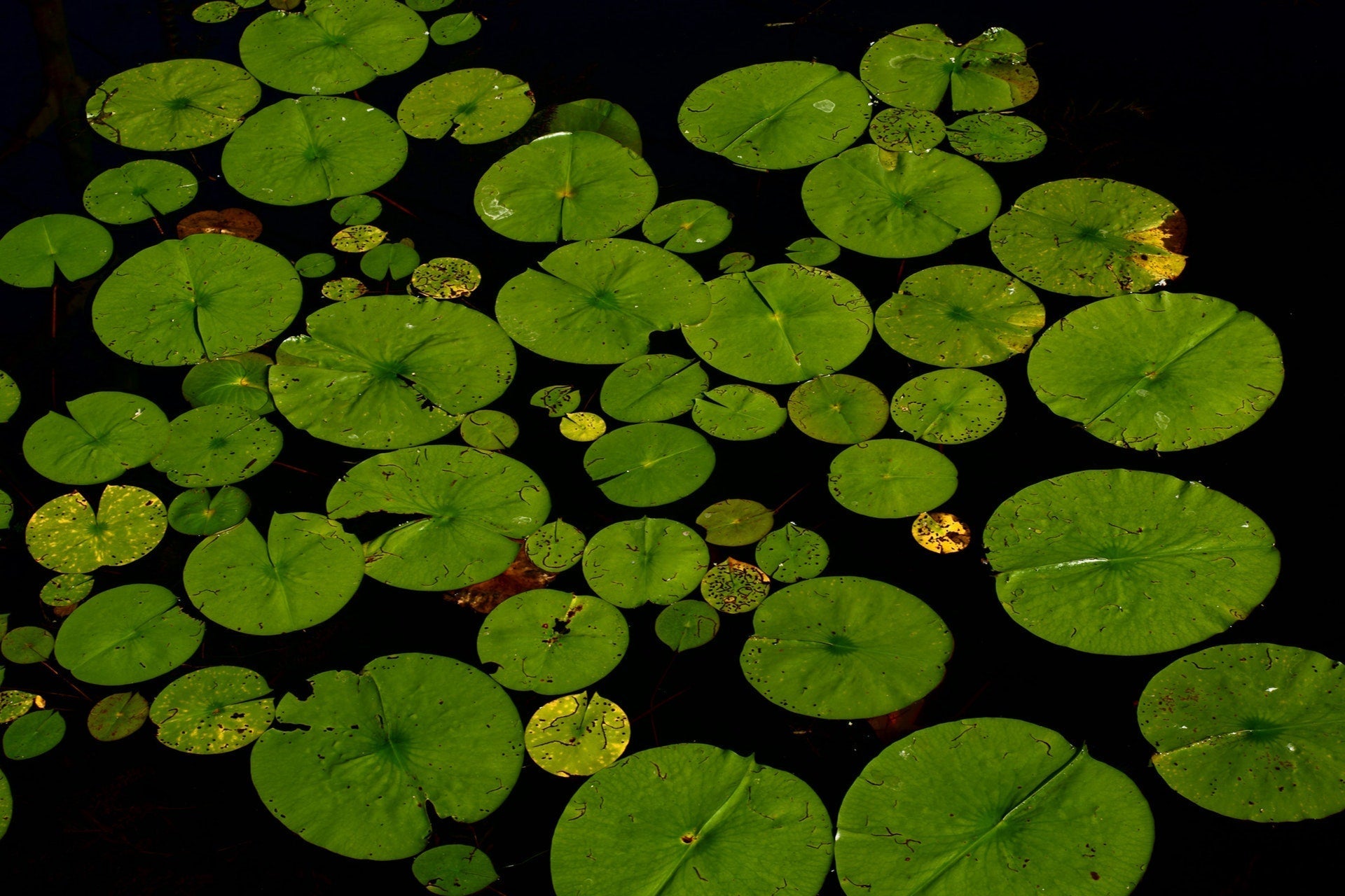 A pond with lily pads on it's surface.