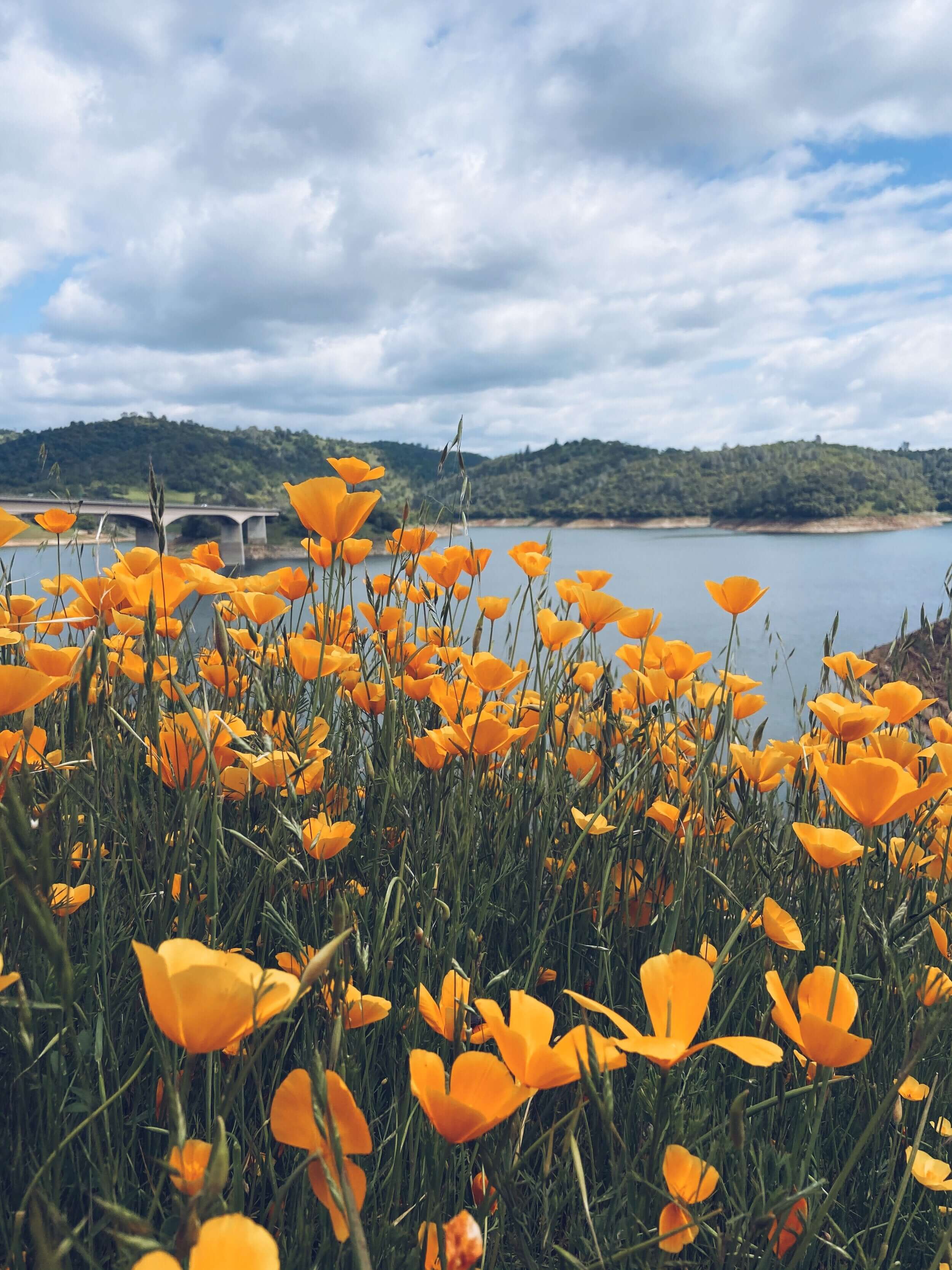 California Golden Poppies in bloom next to a bridge crossing a resevoir.