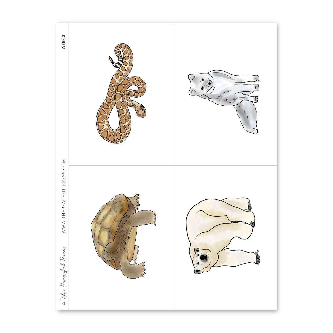 Homeschool Kindergarten Desert Guide Animal Cards featuring an arctic fox, a polar bear, a tortoise, and a ratlle snake.