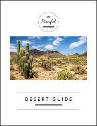 The cover art for the homeschool Kindergarten "Desert Guide", a southwestern desert with cacti on a white background.