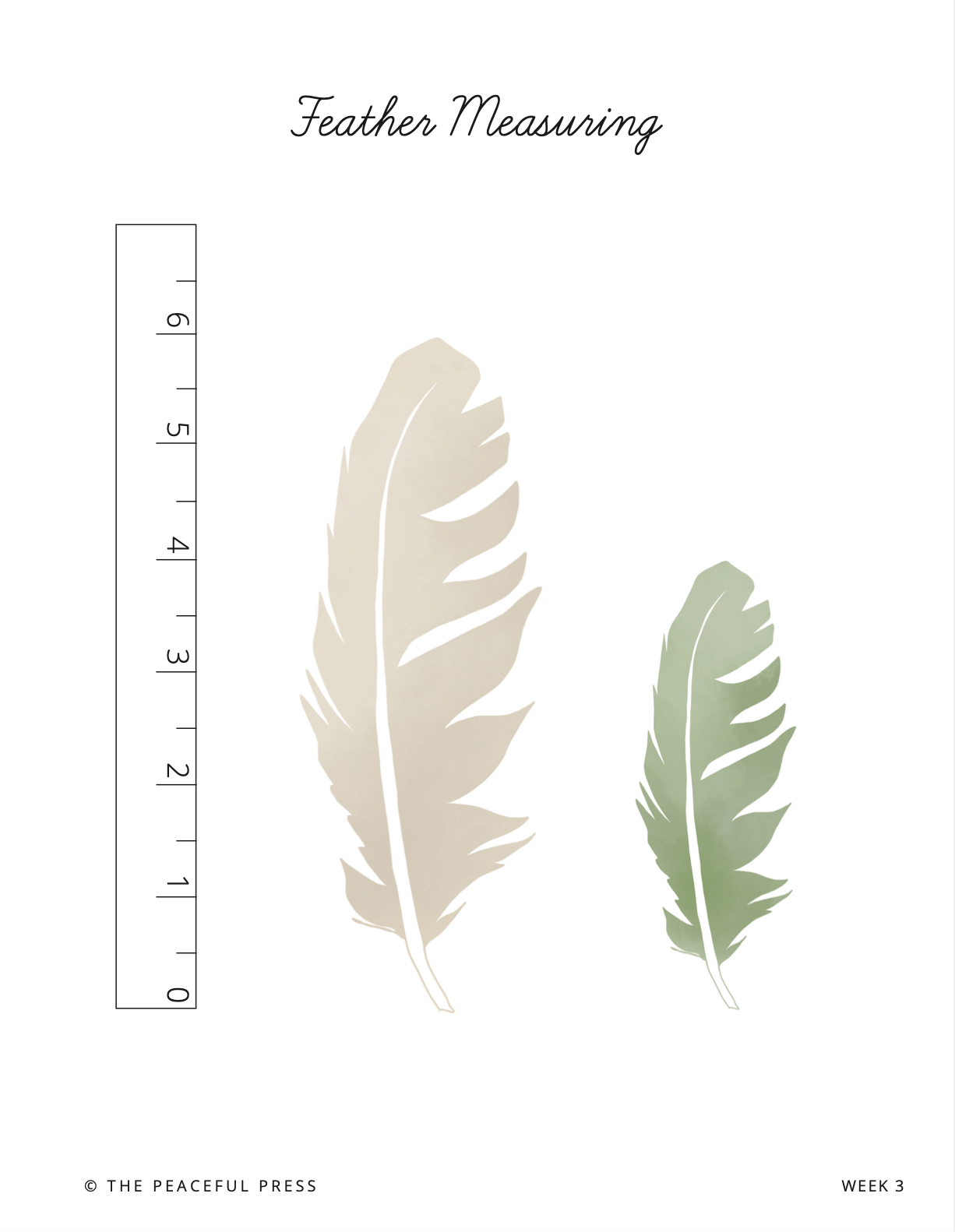 Homeschool project sheet for measuring a feather.