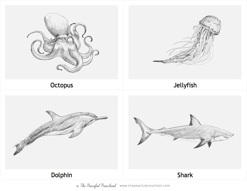 Ocean animal cards for homeschool. Includes an octopus, dolphin, shark, and jellyfish.