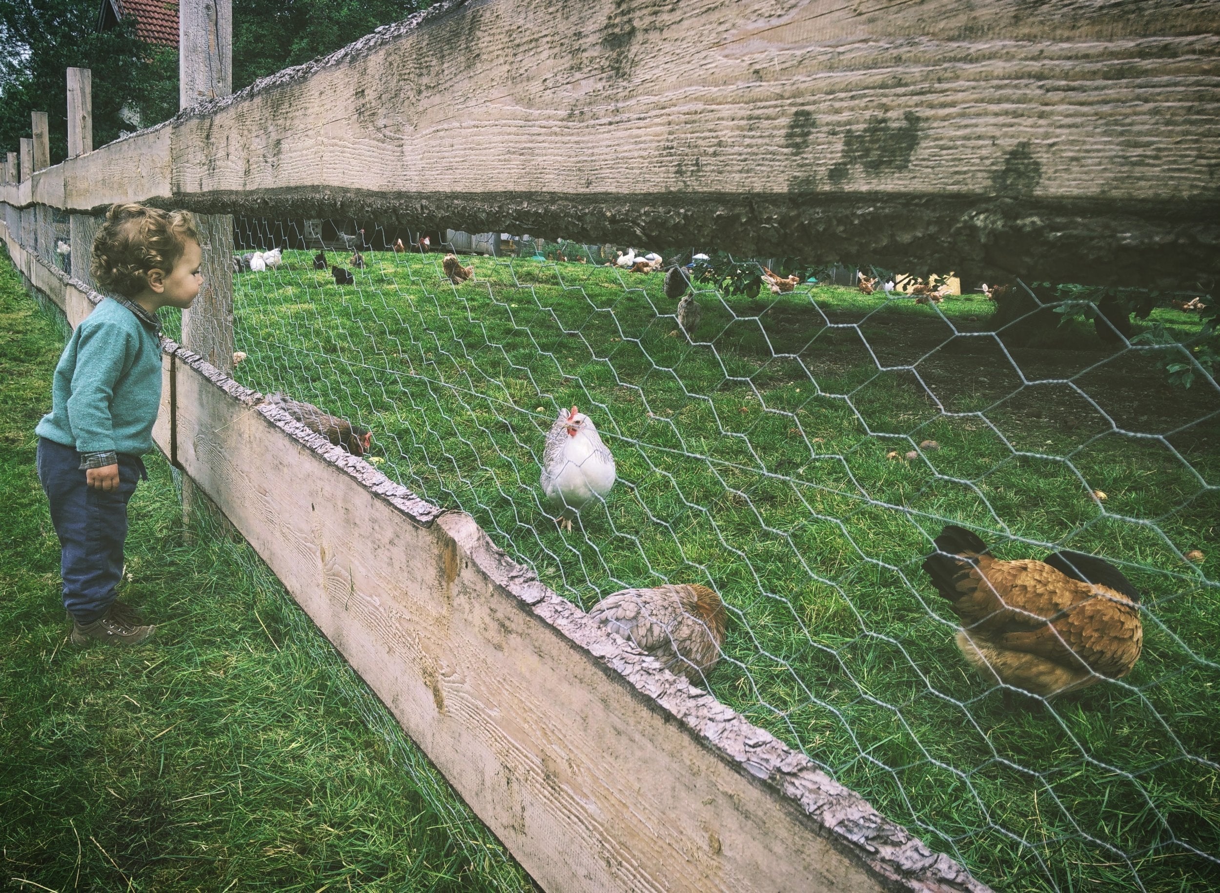 A homeschool kindergartener looking through a fence at chickens.
